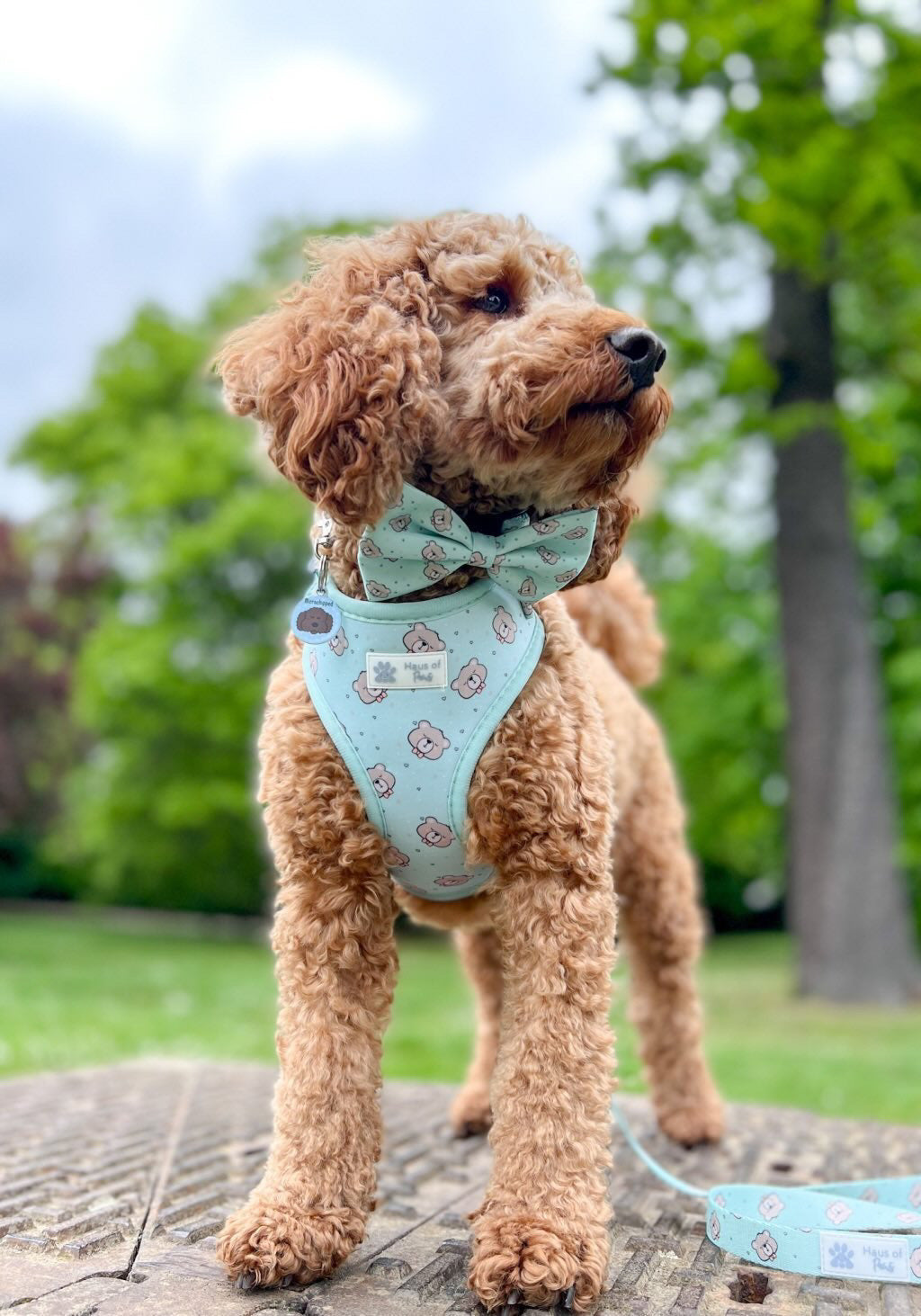 Adjustable Harness - Bear Love