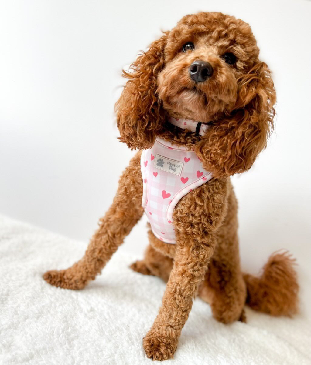 Adjustable Harness - Little Love