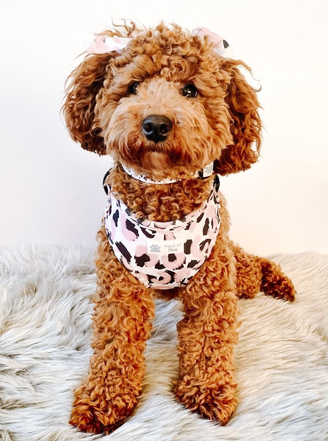 Collar - Fierce Rose