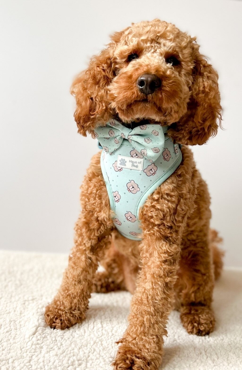Collar - Bear Love