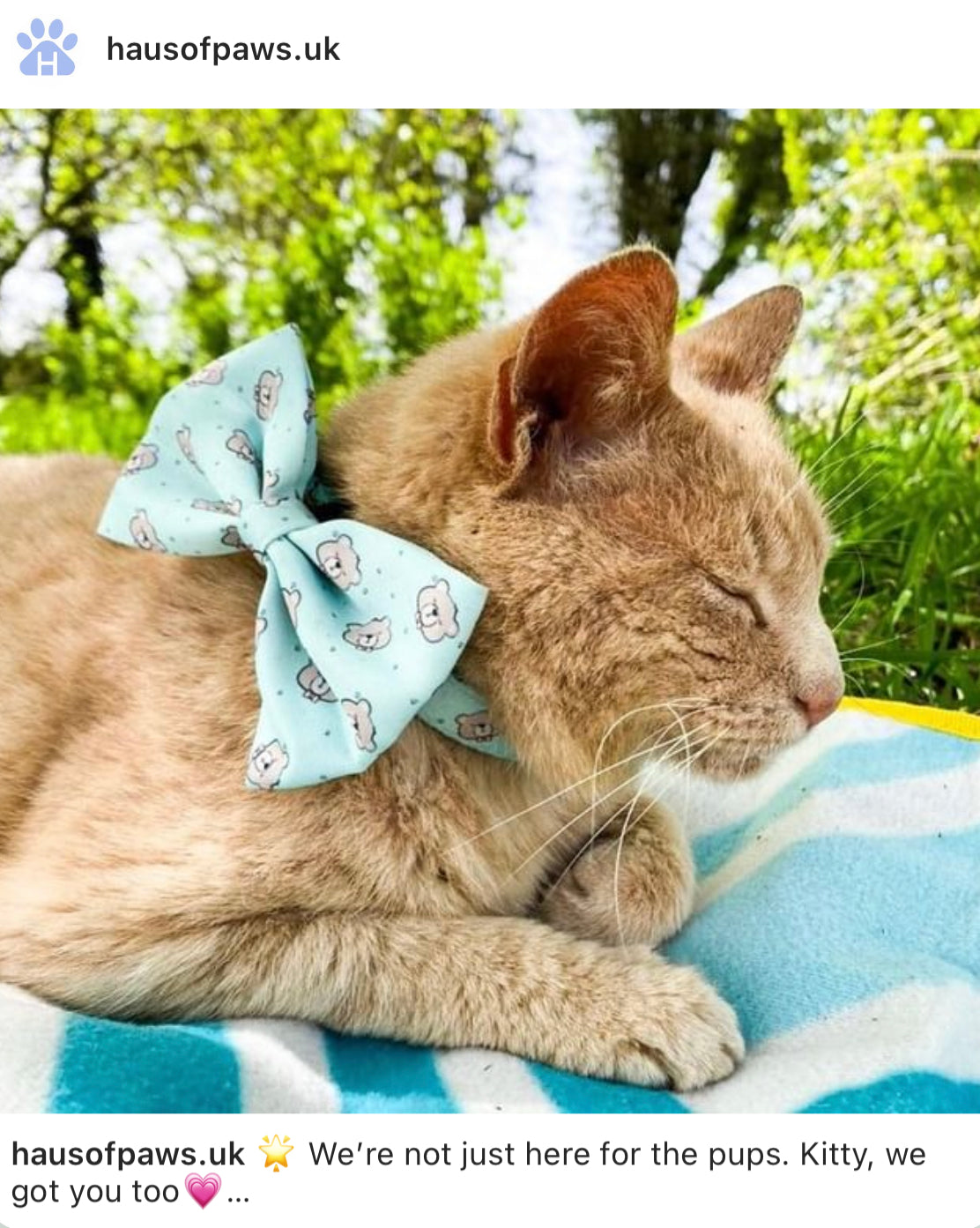 Bow Tie - Bear Love