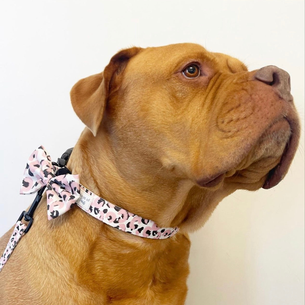 Adjustable Harness - Fierce Rose